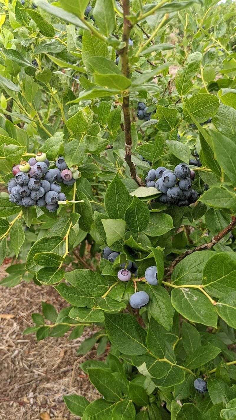 You Can Pick Blueberries at Just $2.50 Per Pound