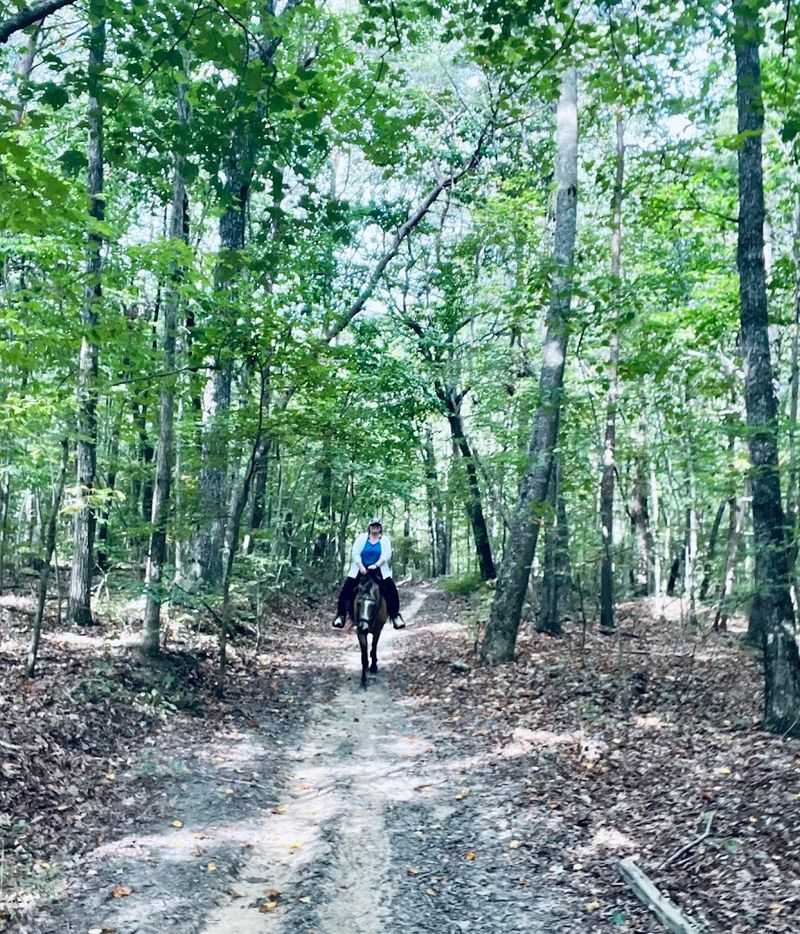 You Can Ride Horses Through 800 Acres of Wild Woodland
