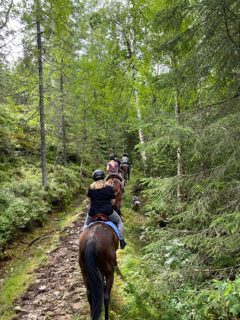 You Can Ride Rental Horses Without Owning One