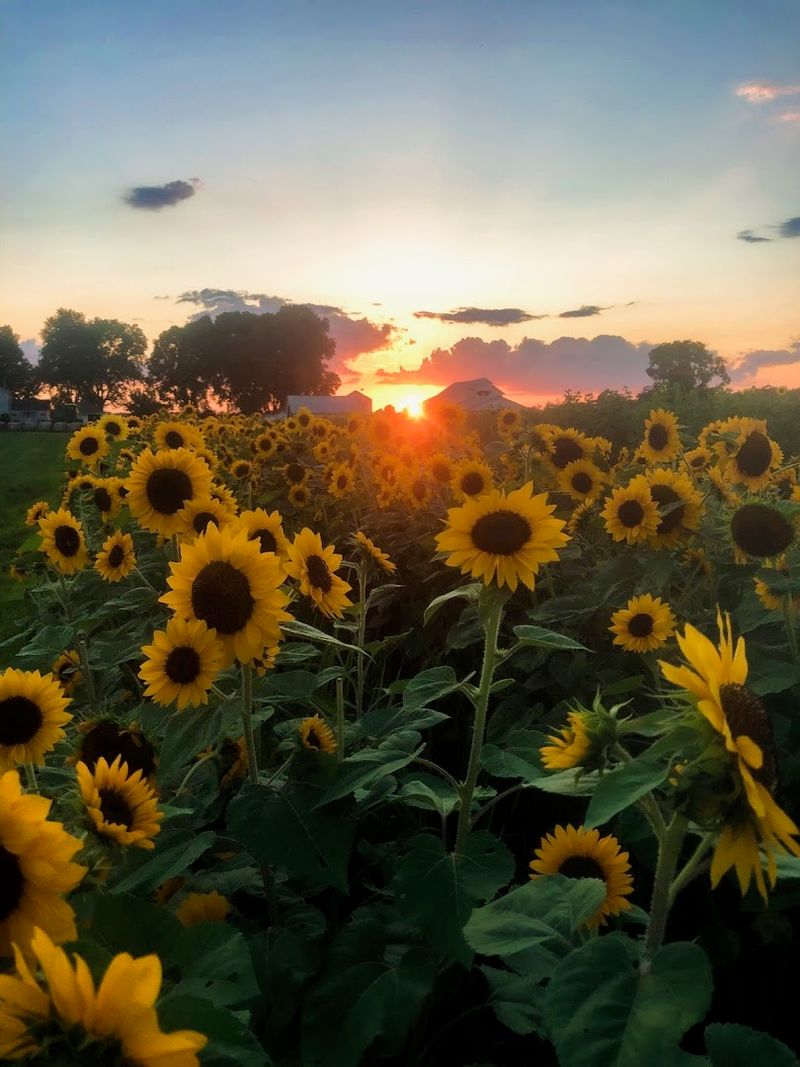 You Will Not Believe How Many Sunflowers Grow Here