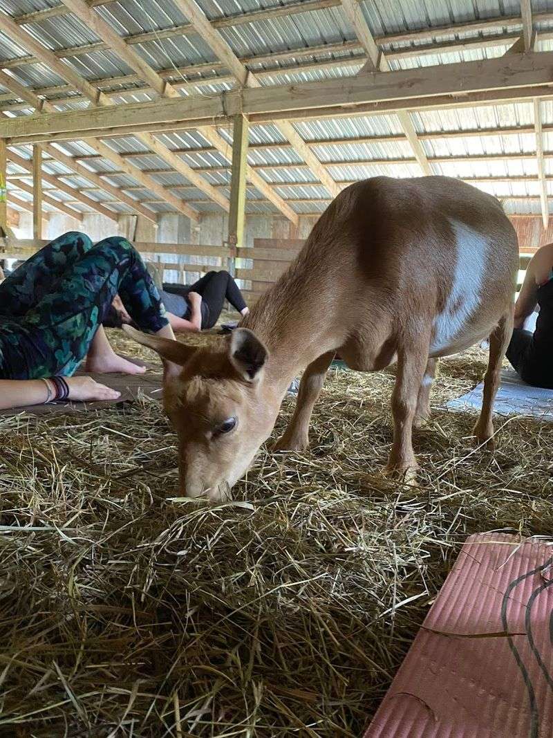 You Will Probably Leave With A Favorite Goat You Will Probably Leave With A Favorite Goat