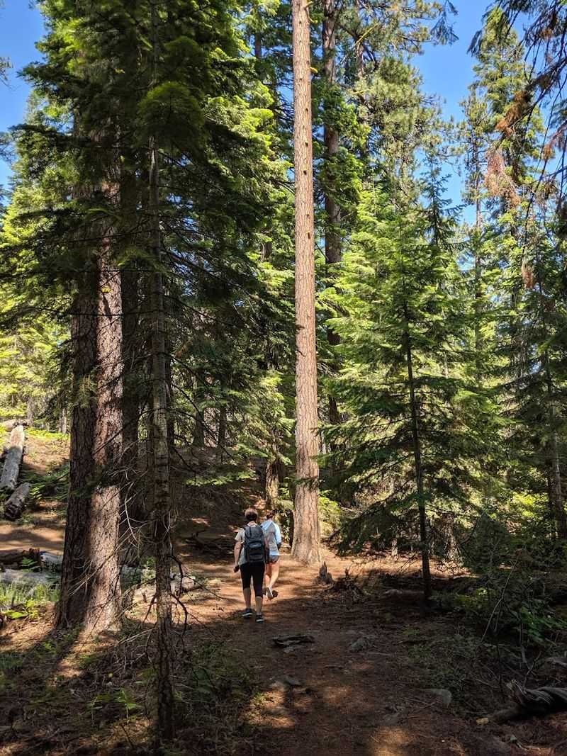 Your Starting Point in the Pines