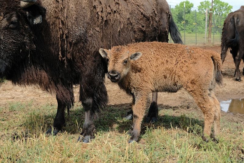 100% Pasture-Raised Bison Meat Available On Site 100% Pasture-Raised Bison Meat Available On Site