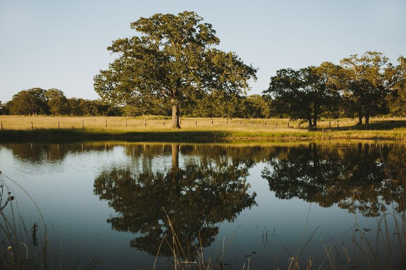 53 Acres of Regeneratively Managed Texas Land That Actually Breathes