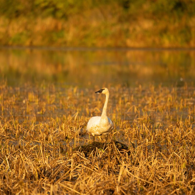 A Bird Sanctuary Hidden in Plain Sight