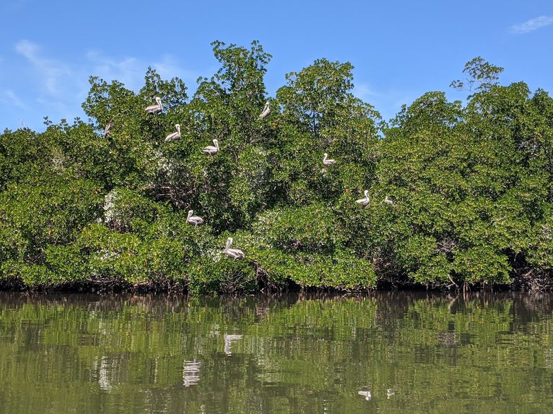 A Birdwatcher's Island With Over 230 Species A Birdwatcher's Island With Over 230 Species