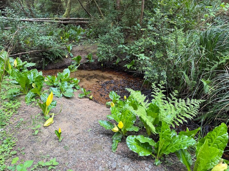 A Creek That Runs Alongside You the Whole Way A Creek That Runs Alongside You the Whole Way