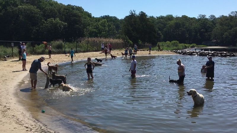 A Dog Beach That Makes Both Ends of the Leash Happy