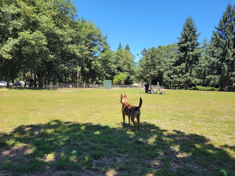 A Dog Park That Actually Delivers A Dog Park That Actually Delivers