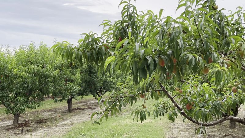 A Farm Rooted in Over a Century of Georgia Peach History A Farm Rooted in Over a Century of Georgia Peach History