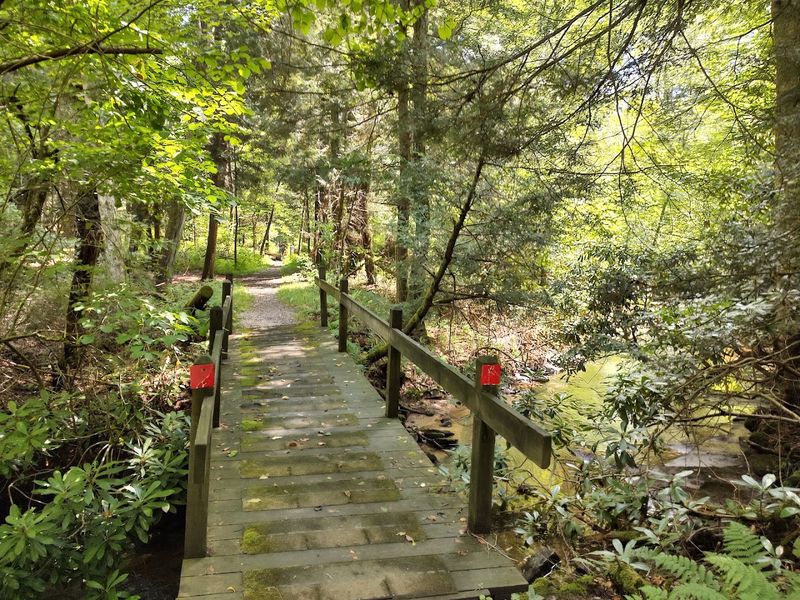 A Forest Cathedral Where Nature Inspires Awe A Forest Cathedral Where Nature Inspires Awe