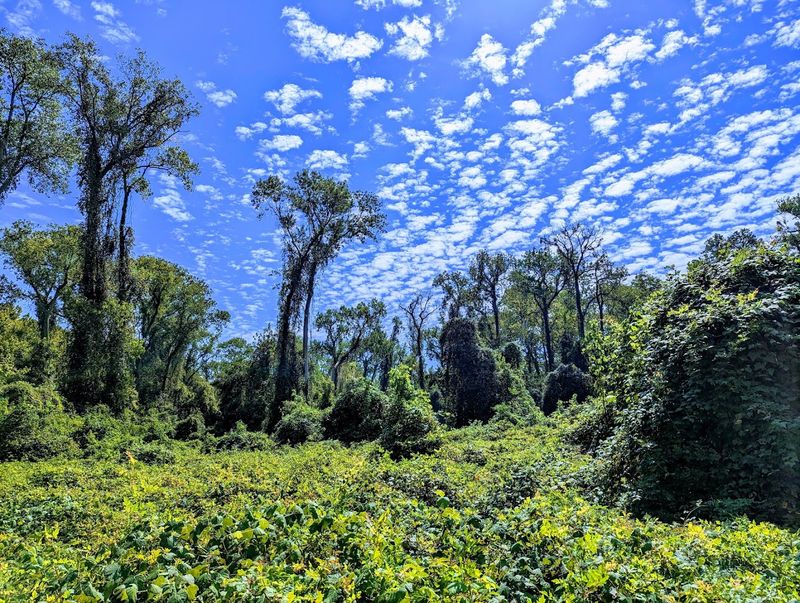 A Forest That Feels Like It Was Made for Slowing Down A Forest That Feels Like It Was Made for Slowing Down