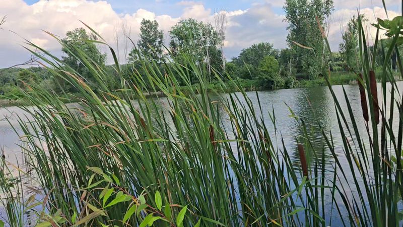 A Green Escape Completely Surrounded by the City