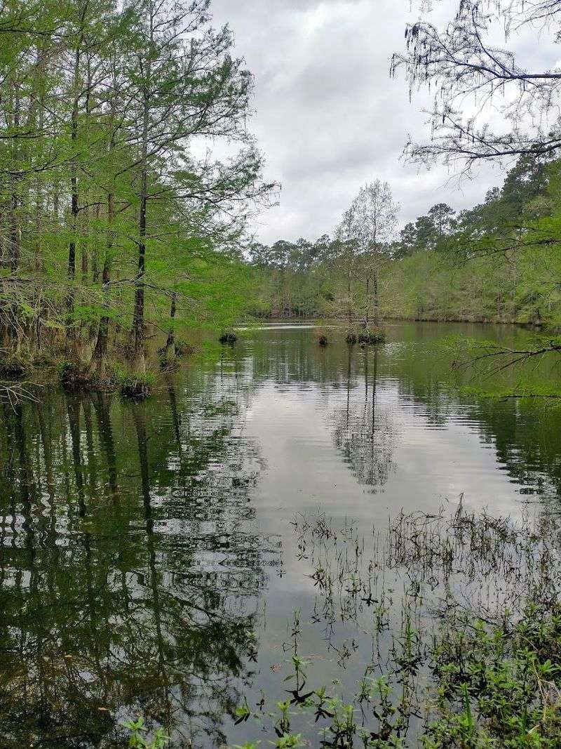 A Haven for Winged Wonders and Forest Dwellers A Haven for Winged Wonders and Forest Dwellers