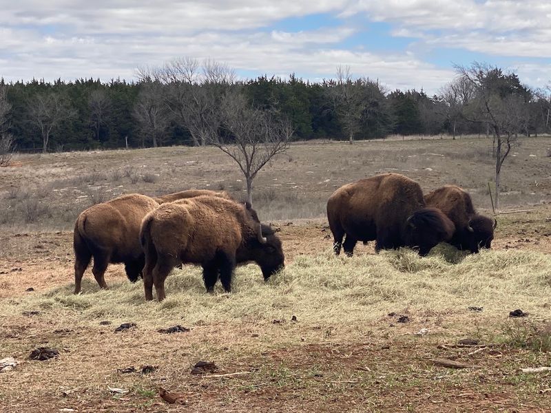 A Herd That Feels Deeply Rooted A Herd That Feels Deeply Rooted