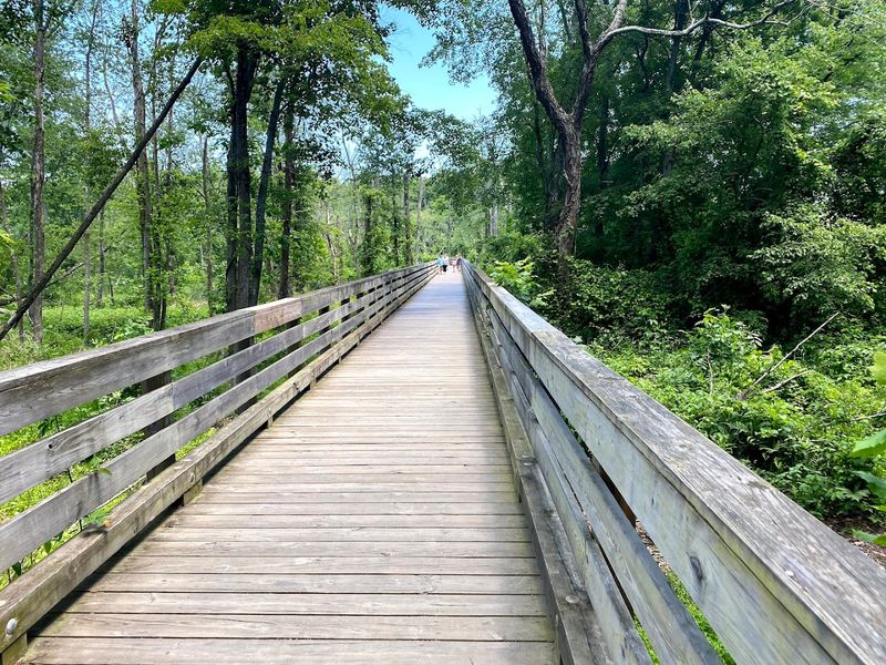 A Natural Haven Reborn: Wetlands, Wildlife, and the Boardwalk Experience A Natural Haven Reborn: Wetlands, Wildlife, and the Boardwalk Experience