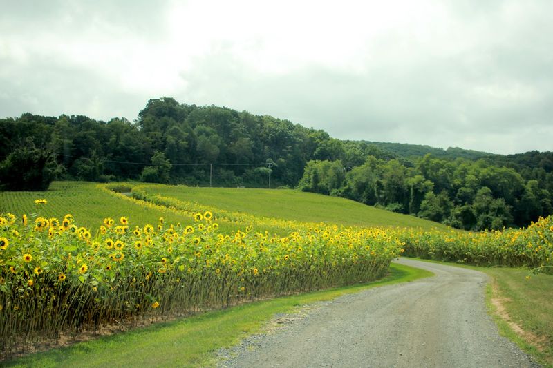 A Photographer's Dream Field