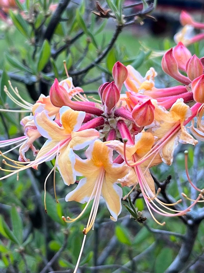 A Plant Collection That Goes Way Beyond the Ordinary A Plant Collection That Goes Way Beyond the Ordinary