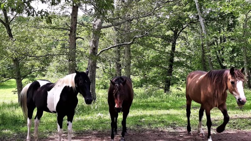 A Ranch Stay With Real Life Around It