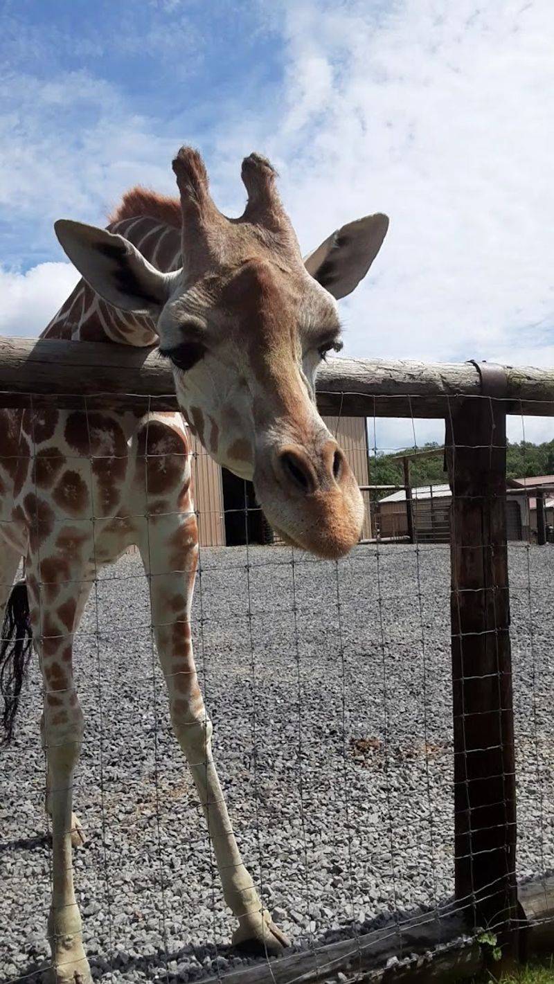 A Rural Escape Where Exotic Animals Steal the Show A Rural Escape Where Exotic Animals Steal the Show