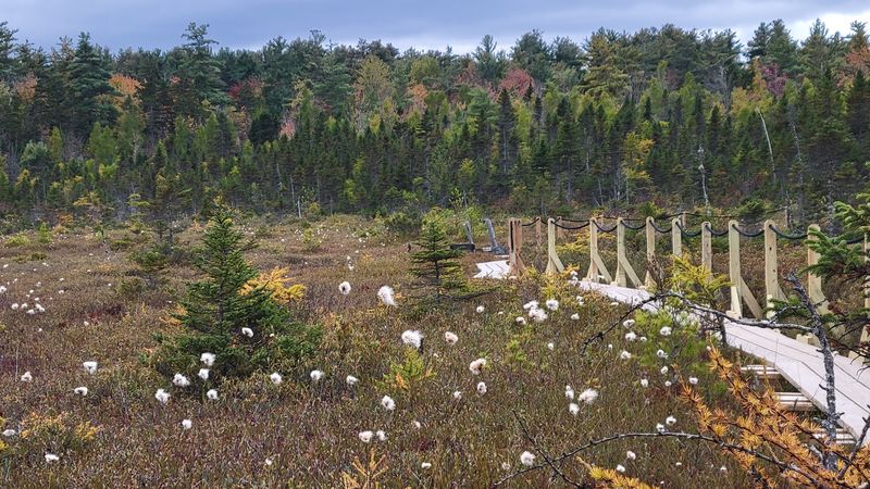 A Tapestry of Tundra-Like Wildflowers and Trees A Tapestry of Tundra-Like Wildflowers and Trees