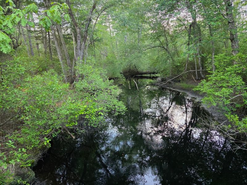 A Wetland That Drinks Only Rain