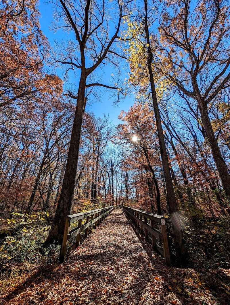 Adkins Arboretum, a Native Plant Sanctuary Hidden Inside the Park
