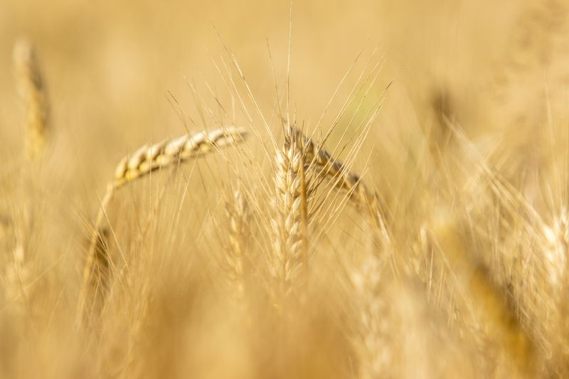 Agriculture Has Always Been the Backbone Here