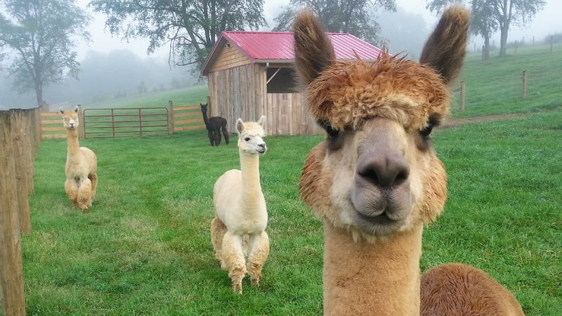 Alpaca Farm and Winery Tour at Cobb Hill Alpacas Alpaca Farm and Winery Tour at Cobb Hill Alpacas