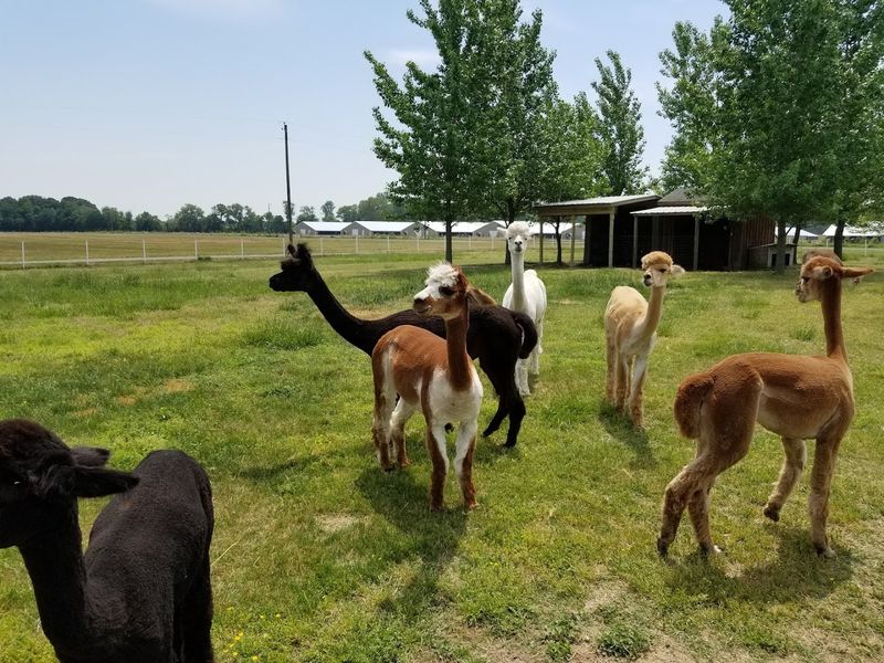 Alpaca Weekends and Special Events, More Than Just a Farm Visit Alpaca Weekends and Special Events, More Than Just a Farm Visit