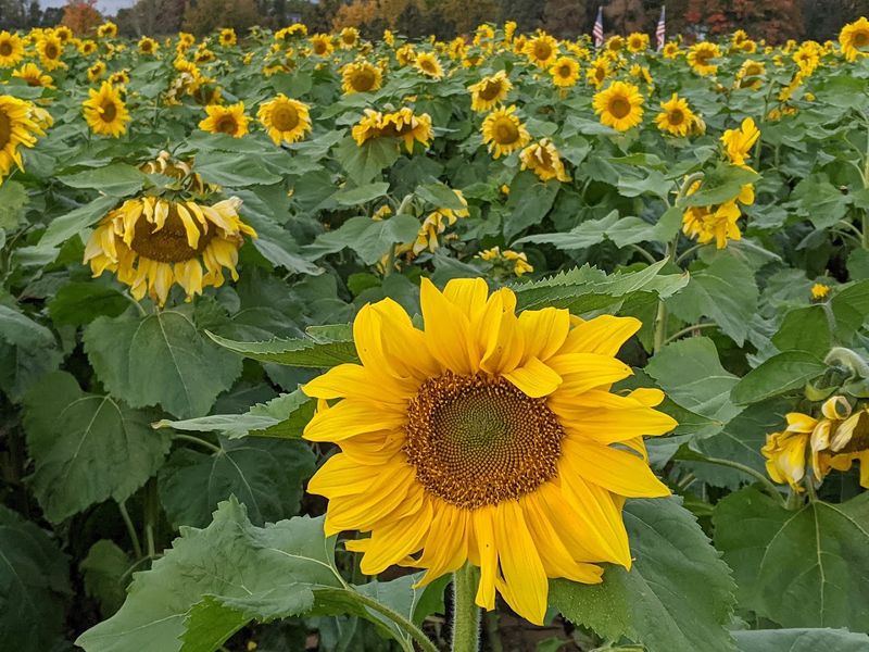 Alstede Farms Alstede Farms