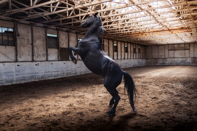 An Enclosed Arena for Riding Practice and Warm-Ups