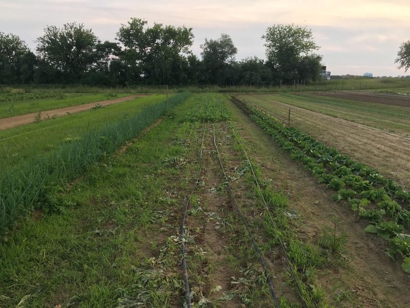 An Incredible Variety of Vegetables Grown Right Here
