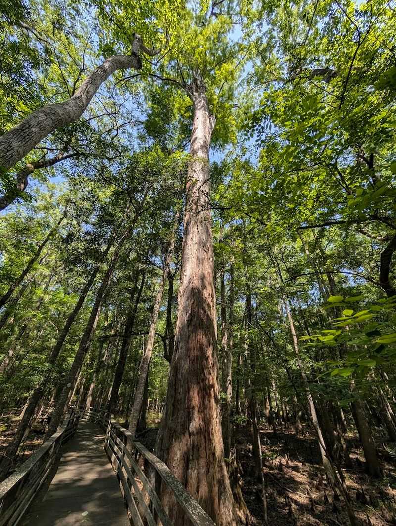 Ancient Bald Cypress Trees That Have Outlived Empires Ancient Bald Cypress Trees That Have Outlived Empires