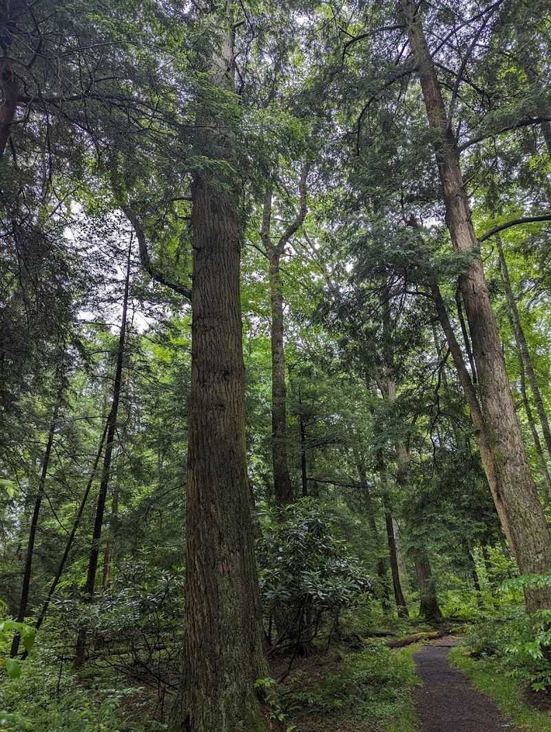 Ancient Giants That Have Stood For Over 500 Years Ancient Giants That Have Stood For Over 500 Years