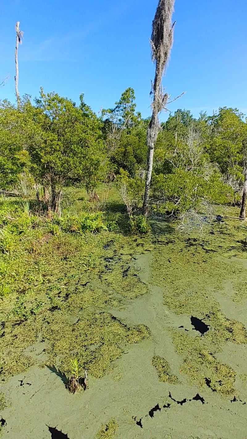 Ancient Swamps and the Ecosystems Living Inside Them Ancient Swamps and the Ecosystems Living Inside Them