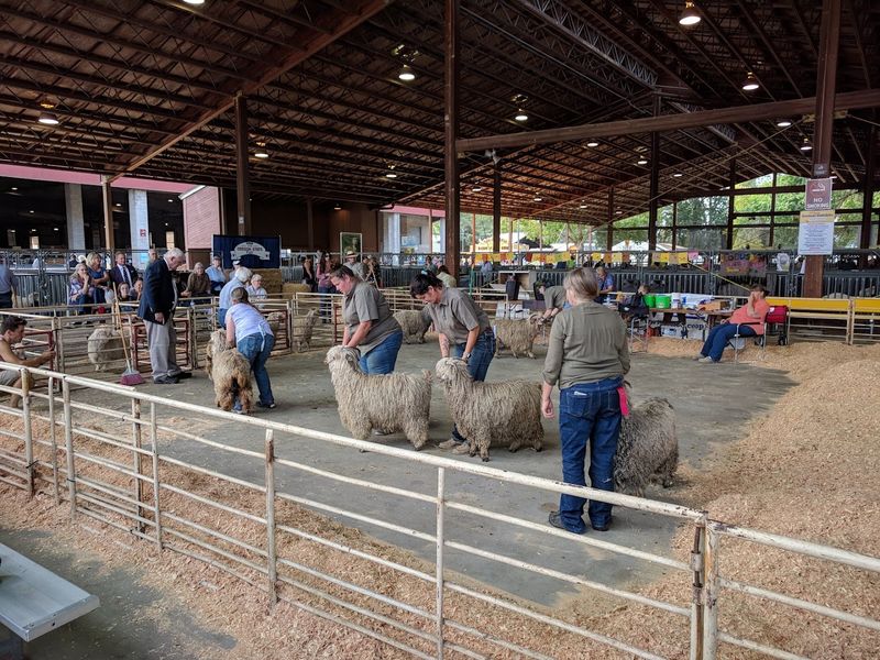 Animals, Agriculture, and the Petting Zoo