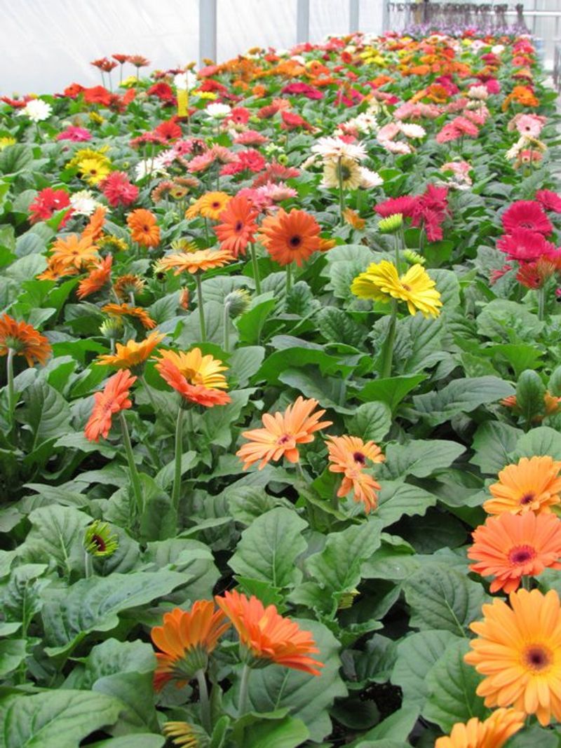 Annuals, Perennials, and Fairy Gardens Await Here Annuals, Perennials, and Fairy Gardens Await Here