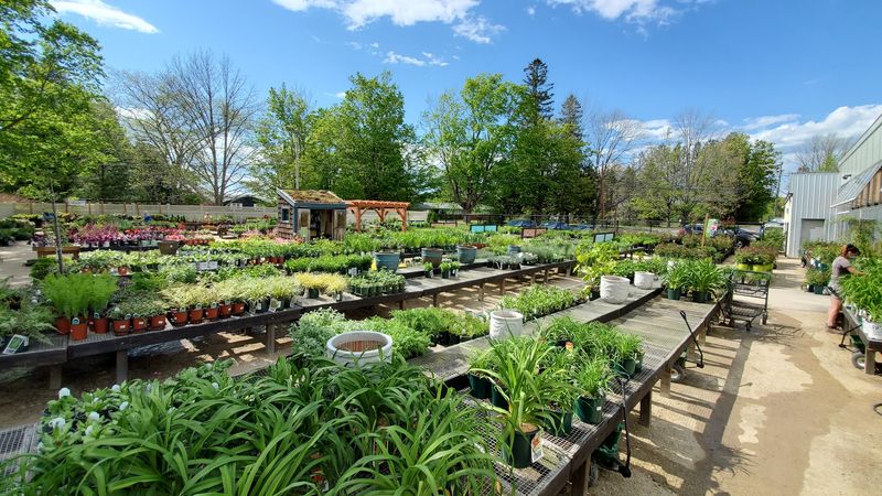 Annuals and Perennials That Actually Thrive Here