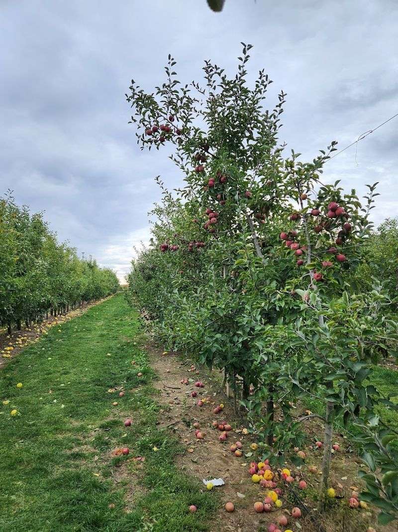 Apple Picking and the Rhythm of Fall at the Orchard