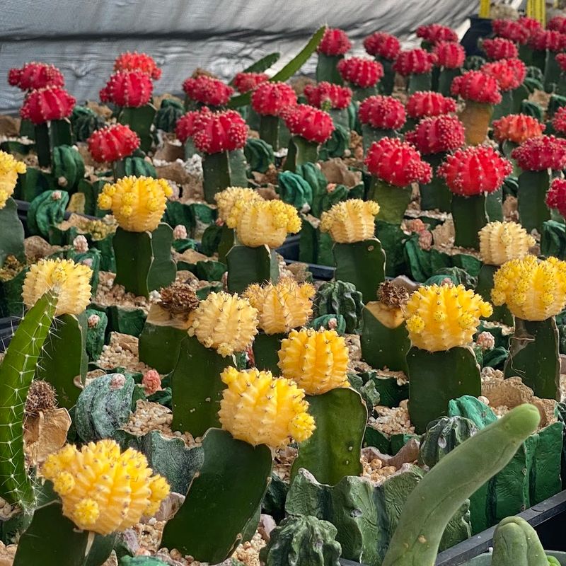 April Blooms and the Best Time to Visit
