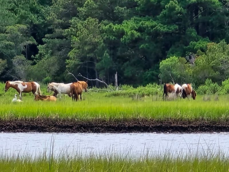 Assateague Explorer Pony Watching Cruise, Chincoteague Assateague Explorer Pony Watching Cruise, Chincoteague