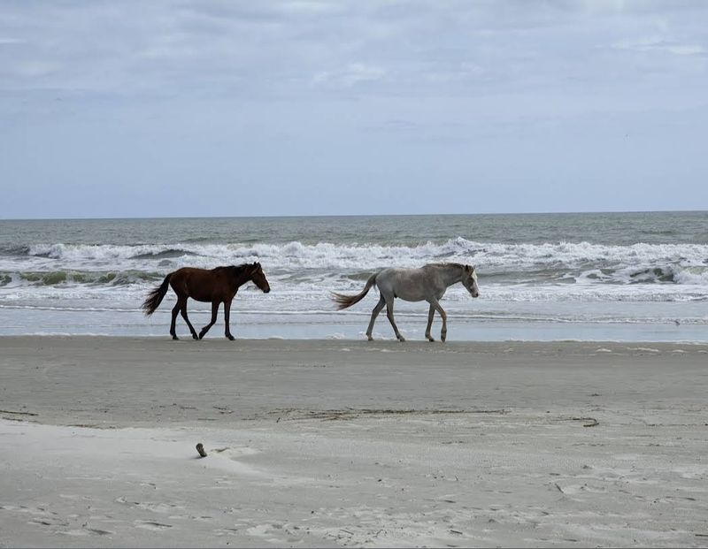 Assateague Island National Seashore, Chincoteague Assateague Island National Seashore, Chincoteague