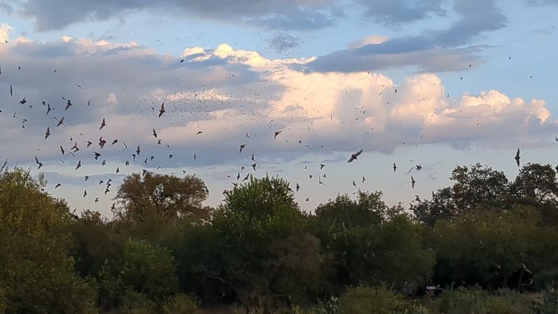 Baby Bat Season and the Creche Phenomenon