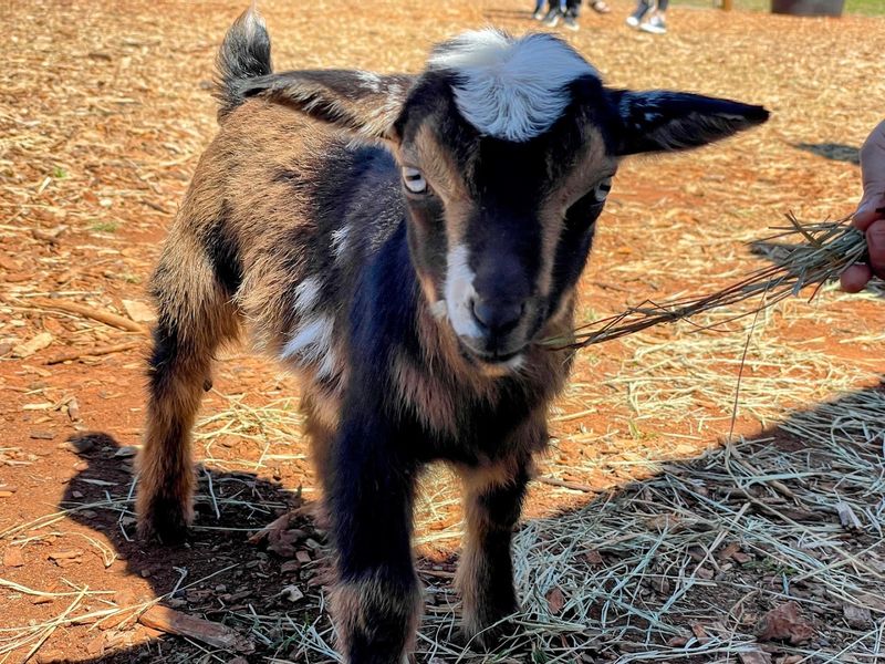 Baby Goats at the Petting Zoo: The Unexpected Stars of the Farm