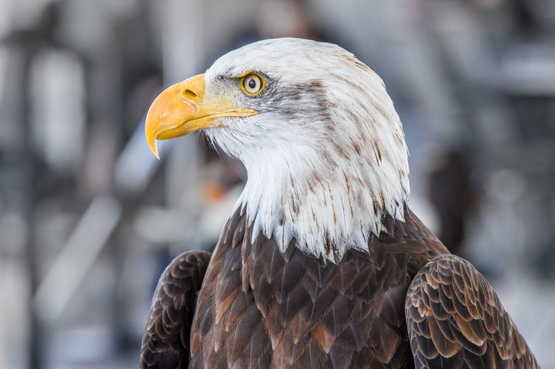 Bald Eagles Soaring Right Above Your Paddle Bald Eagles Soaring Right Above Your Paddle