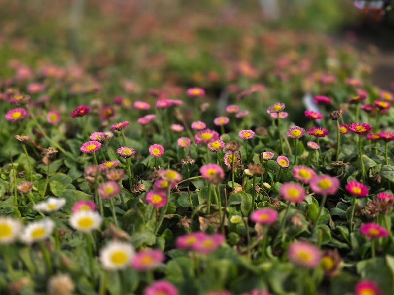 Beds Full Of Blooming Ideas Beds Full Of Blooming Ideas