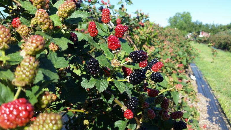 Berry Picking and the Sweet Surprise Still Growing on the Farm Berry Picking and the Sweet Surprise Still Growing on the Farm