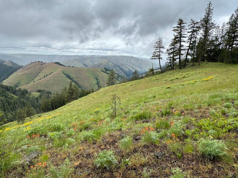 Beyond Moose: A Symphony of Wildlife Waiting to Be Found Beyond Moose: A Symphony of Wildlife Waiting to Be Found