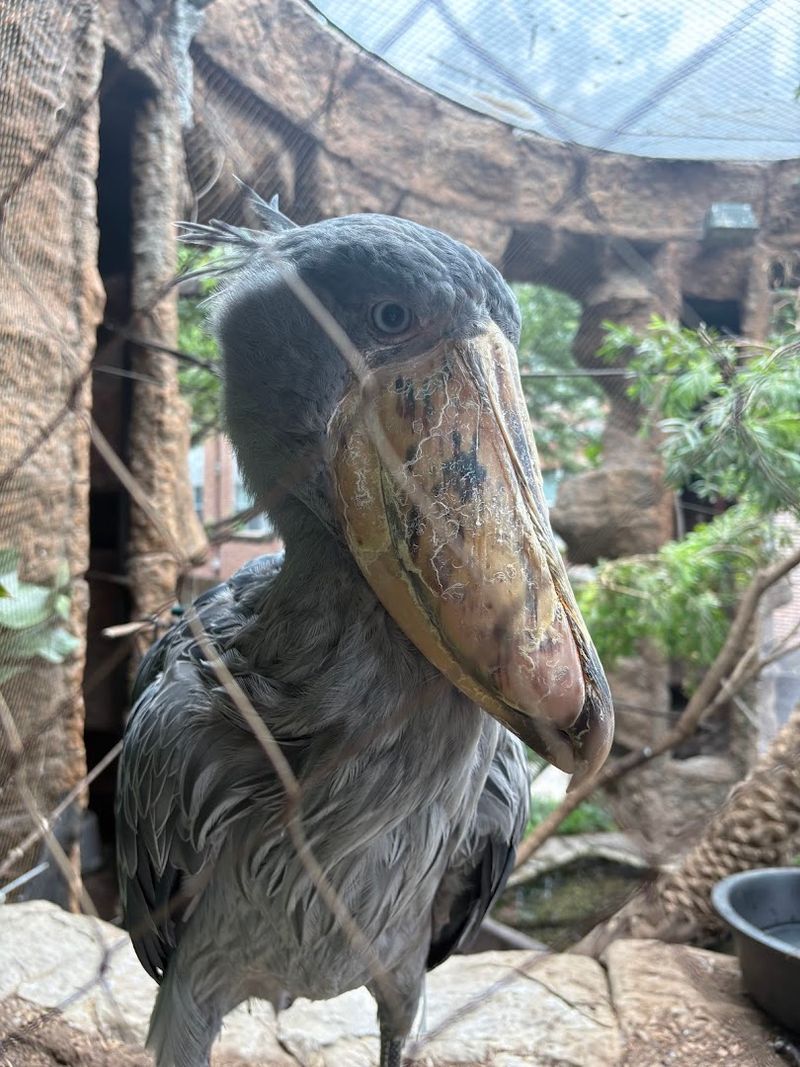 Birds Of The Rainforest, Toucans, Herons, And Free-Flying Species Birds Of The Rainforest, Toucans, Herons, And Free-Flying Species